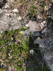 Chrysanthemum integrifolium
