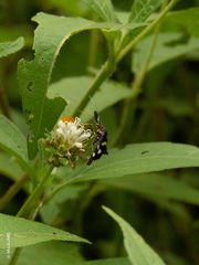 Desmia octomaculalis