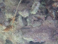 Tigrigobius macrodon