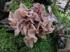 Phaeotremella frondosa