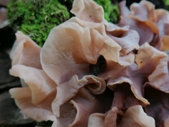 Phaeotremella frondosa