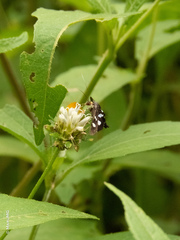 Desmia octomaculalis