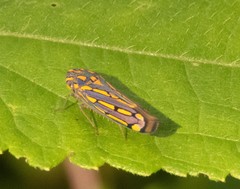Apogonalia stalii