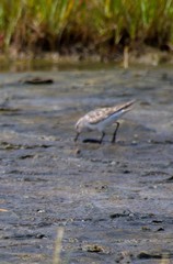 Calidris fuscicollis