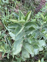 Grazielia brevipetiolata