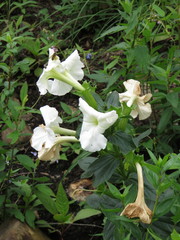 Escobedia grandiflora