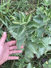 Grazielia brevipetiolata
