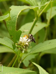 Desmia octomaculalis