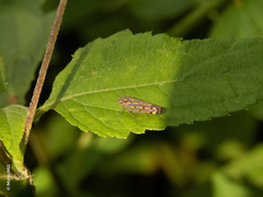 Apogonalia stalii