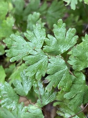 Adiantum digitatum