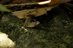 Lepidophyma zongolica