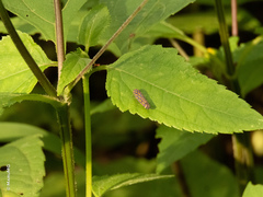 Apogonalia stalii
