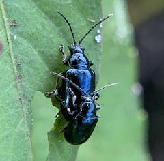 Alticina