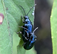 Alticina