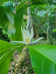 Magnolia × alba