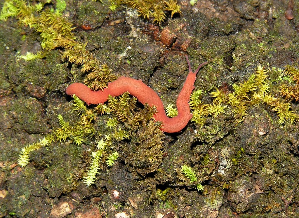Xhosa velvet worm