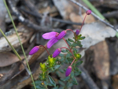 Tetratheca bauerifolia
