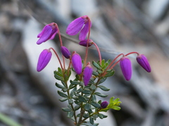 Tetratheca bauerifolia