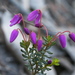 Mountain Pink-Bells - Photo (c) Lorraine Phelan, some rights reserved (CC BY-NC), uploaded by Lorraine Phelan