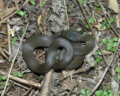 Lycodonomorphus inornatus