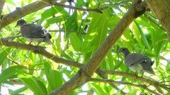 Patagioenas cayennensis
