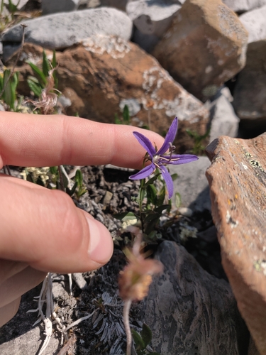 Image of Campanula aurita by no rights reserved