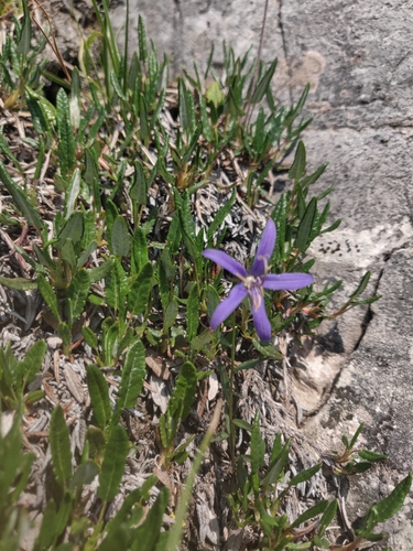 Image of Campanula aurita by no rights reserved