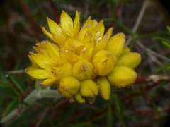 Conostylis candicans