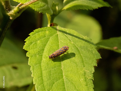 Apogonalia stalii