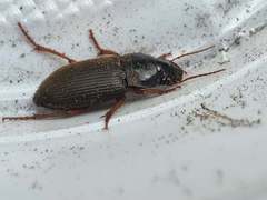 Harpalus rufipes