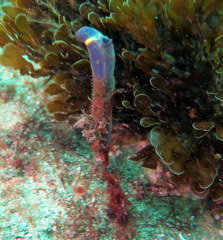 Clavelina meridionalis