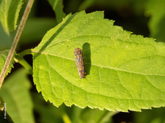 Apogonalia stalii