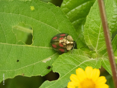 Cyrtonota tristigma