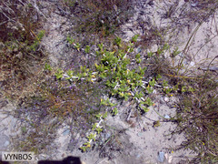 Ruschia promontorii