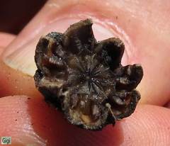 Ruschia promontorii