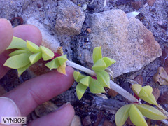 Ruschia promontorii