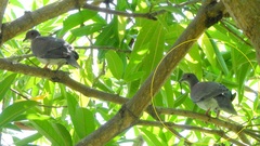 Patagioenas cayennensis