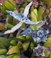 Ruschia promontorii