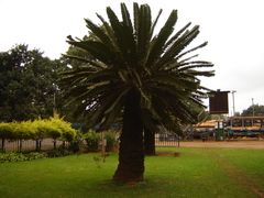 Encephalartos transvenosus