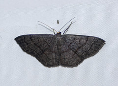 Scopula violacea