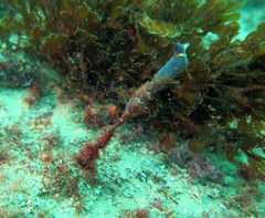 Clavelina meridionalis