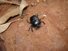 Scarabaeus
