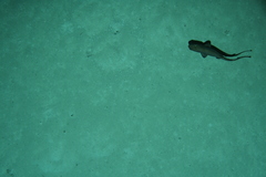 Apristurus