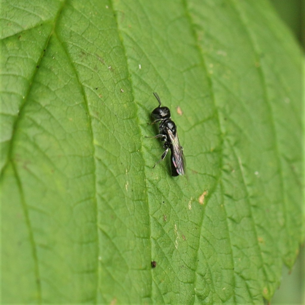 Crossocerus annulipes