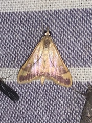 Pyrausta pseudonythesalis
