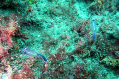 Clavelina meridionalis