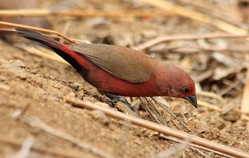 Jameson's Firefinch (Lagonosticta rhodopareia) photo