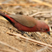 Jameson's Firefinch - Photo (c) Alan Manson, some rights reserved (CC BY-SA)