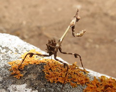 Empusa binotata