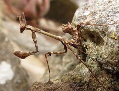 Empusa binotata